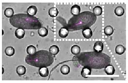 Fig3. マイクロデバイスによる胚珠固定、胚珠固定