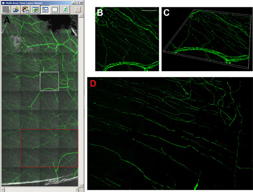 Figure 5: Visualising the thy1-YFP mouse cornea with image stitching.