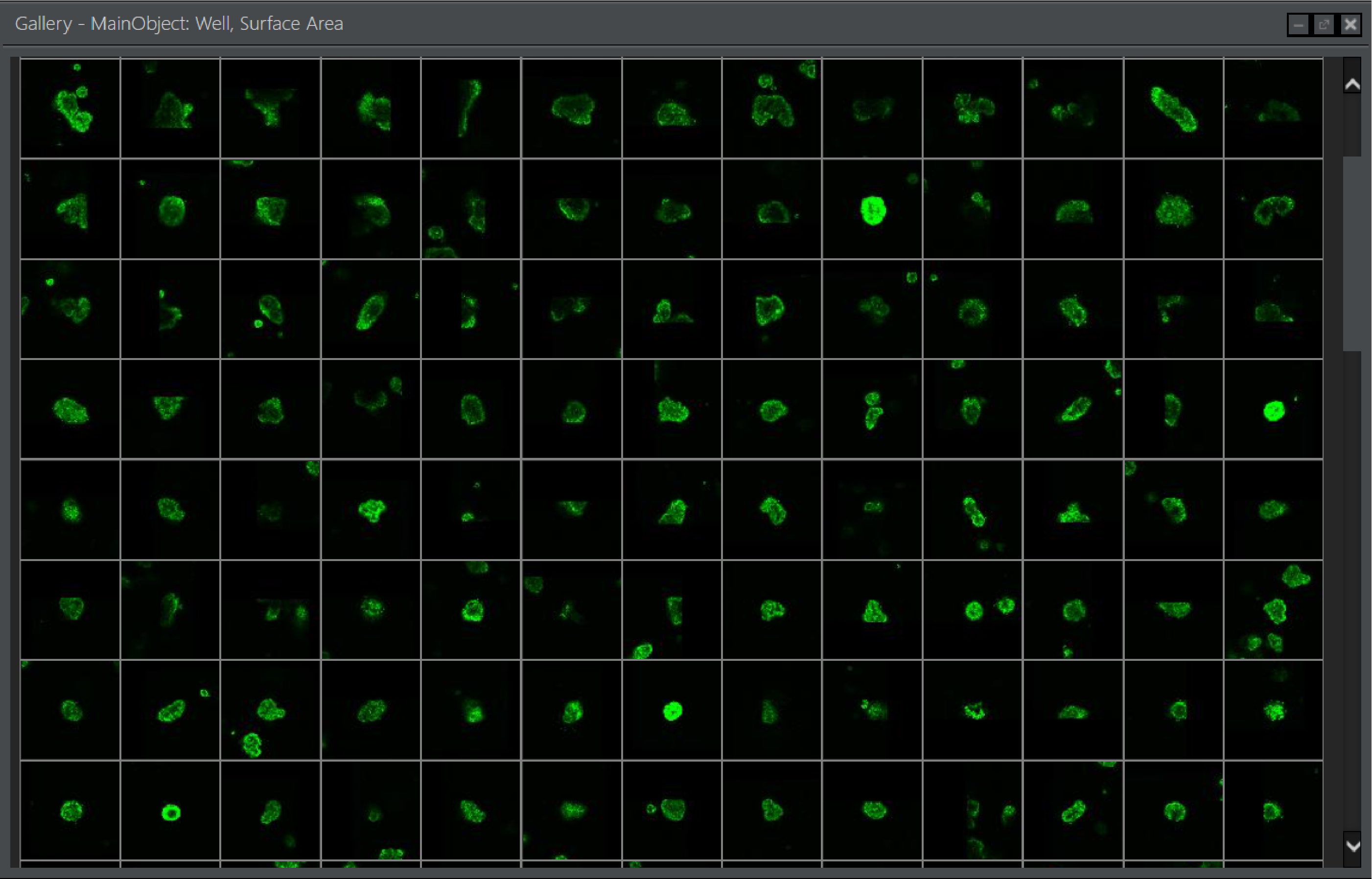 显示具有绿色荧光蛋白的整个板中的门控类器官的图库视图