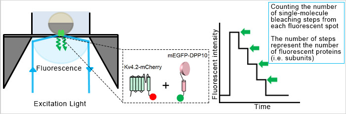 Figure 1. A schematic overview of the subunit counting by single molecule photobleaching. The photobleaching steps are represented by the green arrows.
