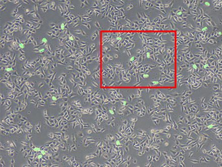 图6：利用TruAI（绿色）预测有丝分裂细胞。