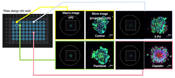 Figure 2. Adaptation du module d’imagerie macro-micro automatisée pour un test de viabilité cellulaire en présence d’agents anticancéreux