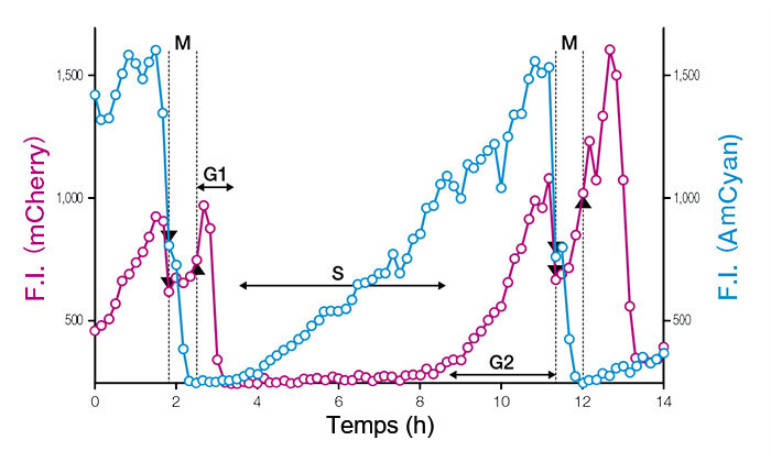 Figure 3 : Profils temporels des intensités de fluorescence (F.I.) du noyau de cellules uniques exprimant le FUCCI (CA) 2.1