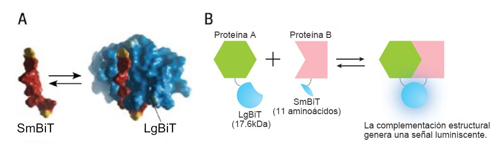 Figura 1. Descripción general del sistema de interacción proteína-proteína NanoBiT®. Imagen por cortesía de Promega.
