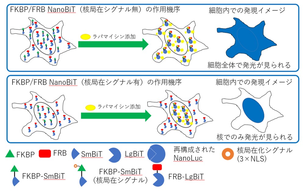 図2．FKBP/FRB NanoBiTの作用機構