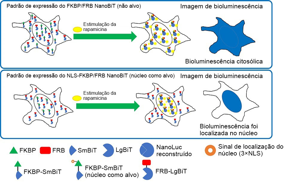 Figura 2. Localização intracelular do FKBP/FRB NanoBiT e do NLS-FKBP/FRB NanoBiT.