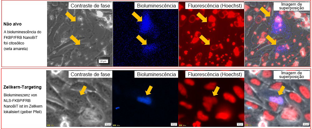 Figura 3. Localização intracelular do FKBP/FRB NanoBiT e do NLS-FKBP/FRB NanoBiT.