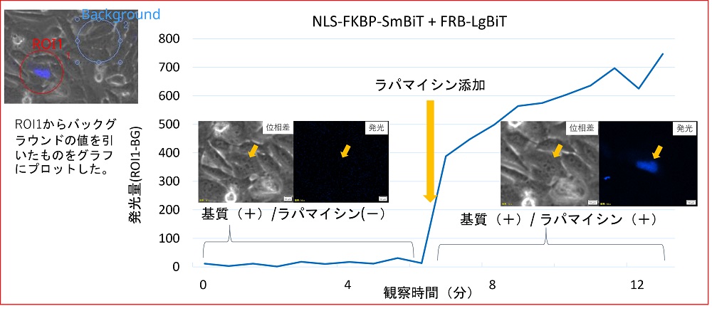 図4．ラパマイシン刺激前後での核局在FKBP/FRBの発光量の変化
