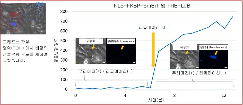 그림 4.라파마이신 자극에 의한 NLS-FKBP/FRB 생물발광 강도 변화
