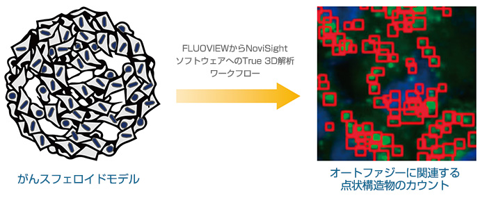 FLUOVIEWからNoviSightソフトウェアへのTrue 3D解析ワークフロー