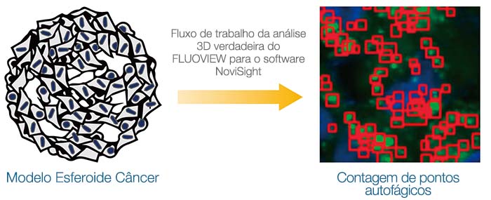 Fluxo de trabalho da análise 3D verdadeira do FLUOVIEW para o software NoviSight