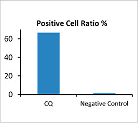 Figura 2 D: A proporção do número de célula para um controle, mostrando que ele tem um número maior de objetos com pontos do que o limite