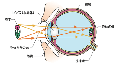 図1 眼の構造