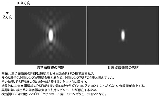 図4 通常顕微鏡と蛍光共焦点顕微鏡の点像強度分布（PSF）比較