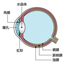図8 人の目の仕組み