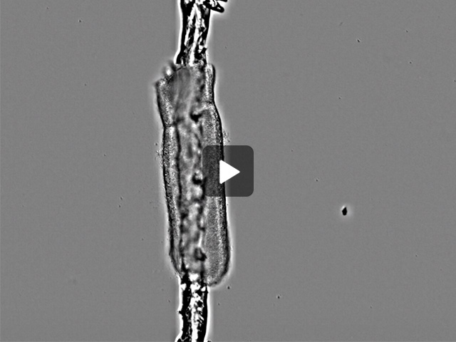 SE6ニワトリ中腸胚を用いたライブセルイメージング