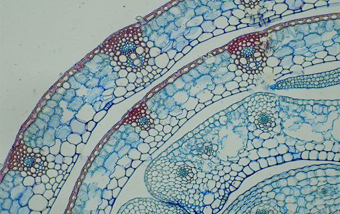 Brightfield image of a wheat stem taken with the EP50 camera, a CX23 microscope, and 0.5X C-mount adaptor, 10X