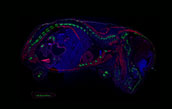 Embrión de ratón D17