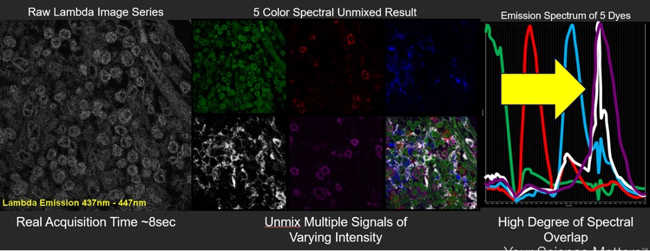 Spektraler „Lambda-Scan“ von COS-7-Zellen mit klarer Trennung stark überlappender Signale
