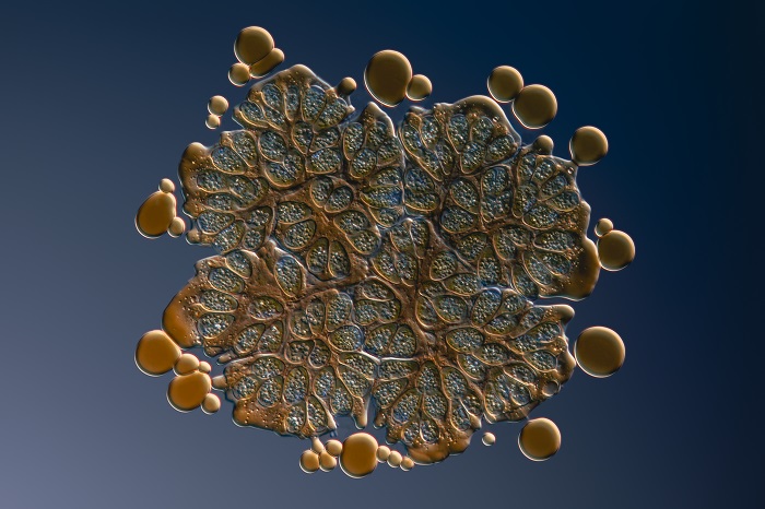 布朗葡萄藻的显微艺术作品
