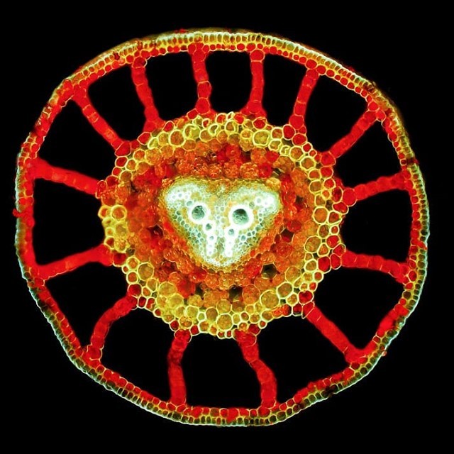 European water clover under the microscope