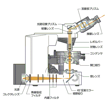 標準的な明視野顕微鏡の図
