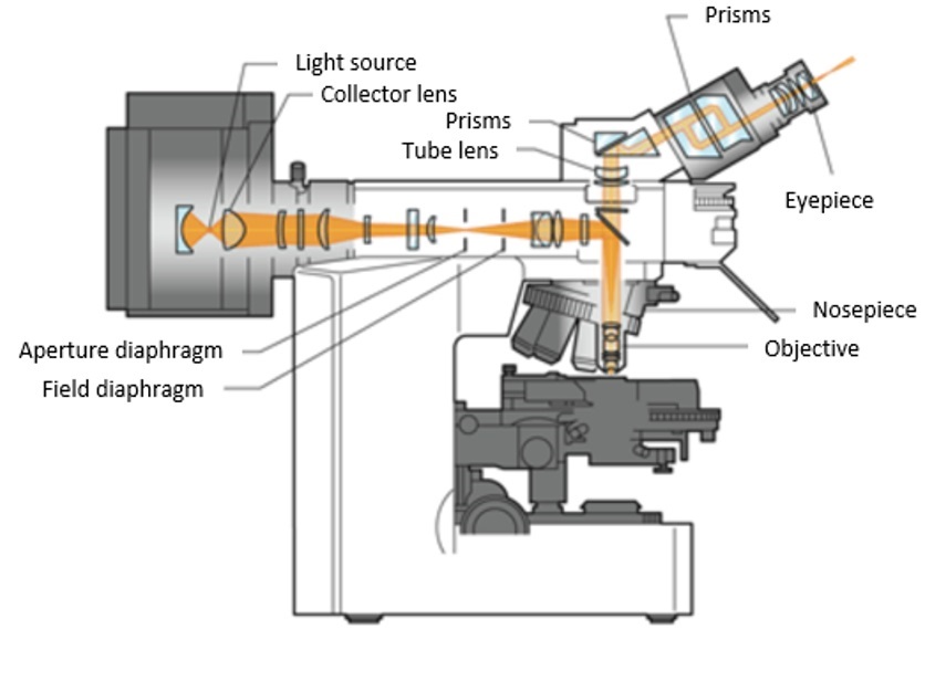 显微镜设备的LED光源指南| 奥林巴斯生物显微镜