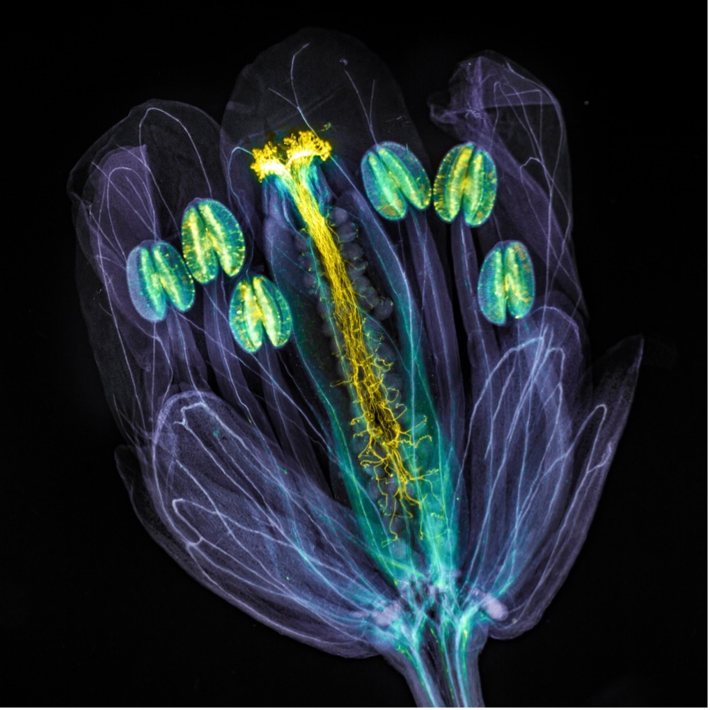 Blüte von Arabidopsis thaliana mit im Stempel wachsenden Pollenschläuchen und transparentem Blütengewebe.