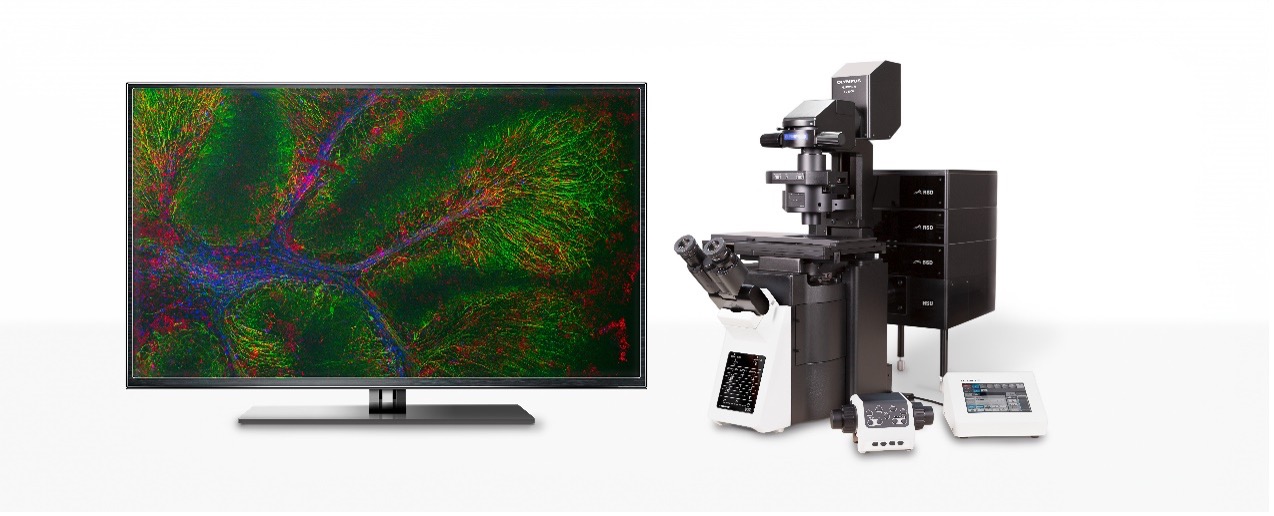 Microscopio de escaneo láser confocal para la investigación de organoides
