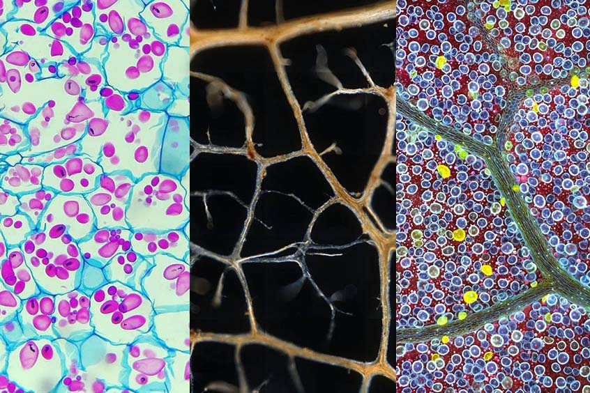 Ästhetisch schöne Mikroskopiebilder