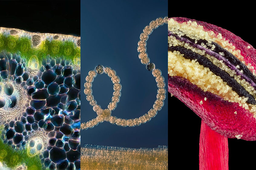 Spring microscope images