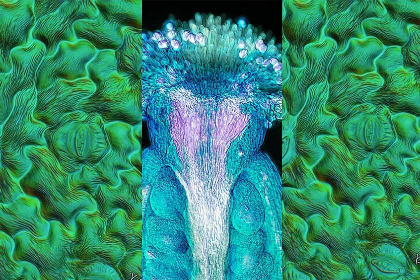 Microscope artwork
