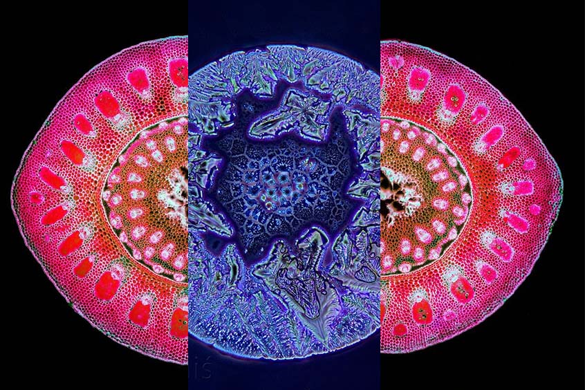 Microscope artwork