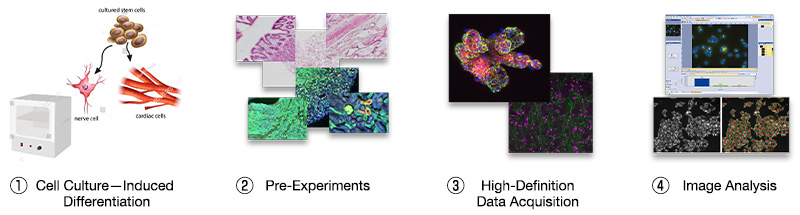 Cell culture experiment and imaging workflow