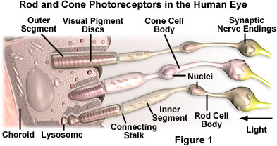 Diagram show rod and cone photoreceptors in the human eye.