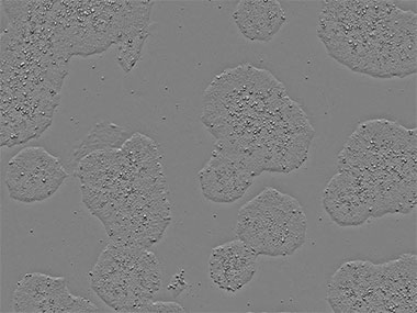 Cellules CSPi (sans cellules nourricières)