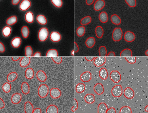 Figure 6 Nuclei segmentation results by TruAI for different SNR images acquired with light exposure levels of (from top left to bottom right) 100%, 2%, 0.2% and 0.05%. The contours derived from the lowest SNR (bottom right) deviate significantly from the correct contours and indicate that the limit of the technique for quantitative analysis at ultra-low exposure levels is between 0.2% and 0.05% of the usual light exposure. Contrast optimized per SNR for visualization only.