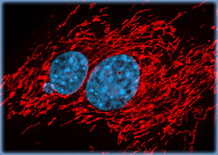 Details of the Mitochondrial Network in Fox Lung Cells Revealed with a MitoTracker Probe