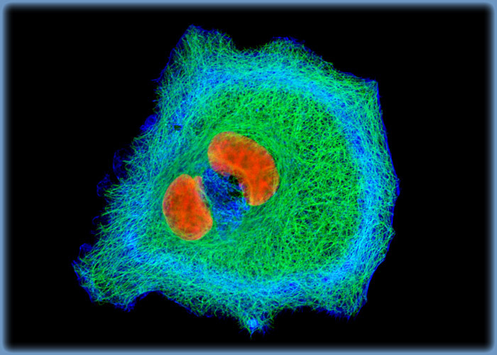 Tubulin, F-Actin, and DNA Distribution in HeLa Cells