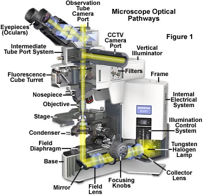 Olympus Microscope Diagram