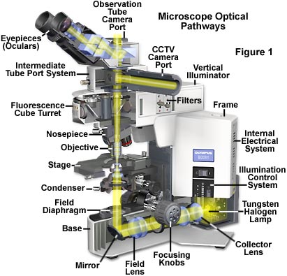 Anatomy of Microscope - Microscope | オリンパス ライフサイエンス
