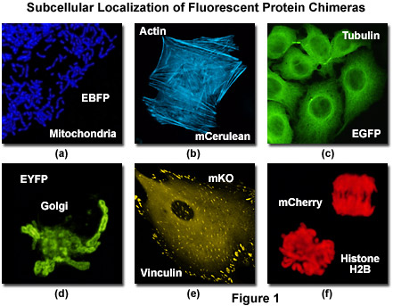 Confocal Microscopy - The Fluorescent Protein Color Palette