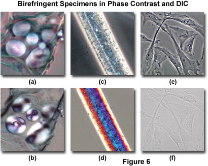 Differential Interference Contrast - Comparison of Phase Contrast