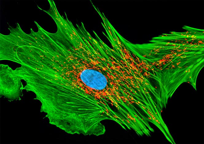 Mongoose Skin Fibroblast Cells (APM)