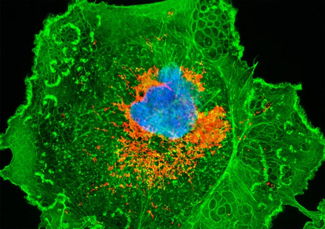 Transformed African Green Monkey Kidney Fibroblast Cells (COS-1 Line)