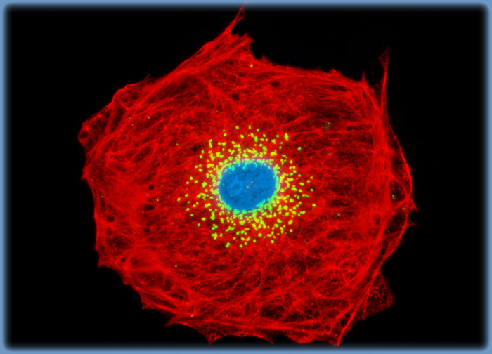 Pig Kidney Epithelial cells (LLC-PK1)