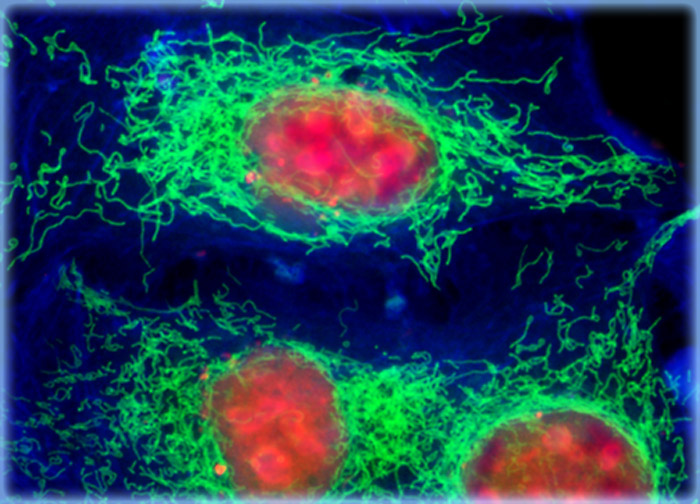 Madin-Darby Canine Kidney Epithelial Cells (MDCK Line)