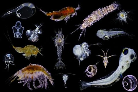 Zooplankton arrangement under the microscope