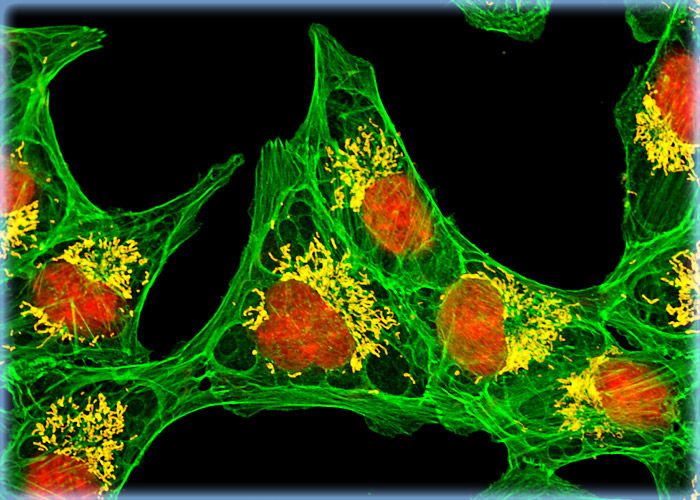 African Green Monkey Kidney Cells Stained with MitoTracker Red CMXRos, Alexa Fluor 488, and TO-PRO-3