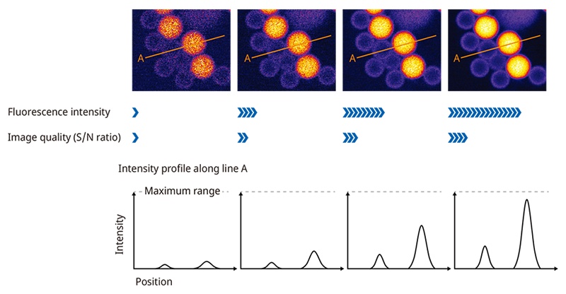 Figure 3. The relationship between fluorescence intensity and image quality. The signal-to-noise ratio is determined by the fluorescence intensity/√fluorescence intensity.